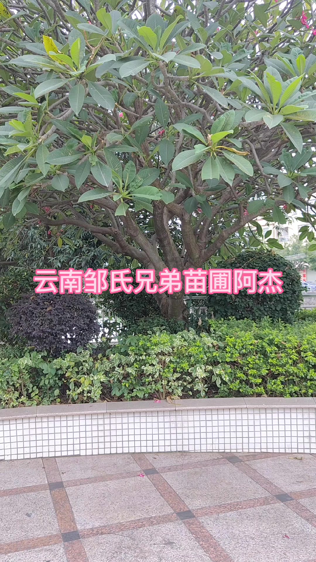 云南邹氏兄弟苗圃阿杰鸡蛋花树