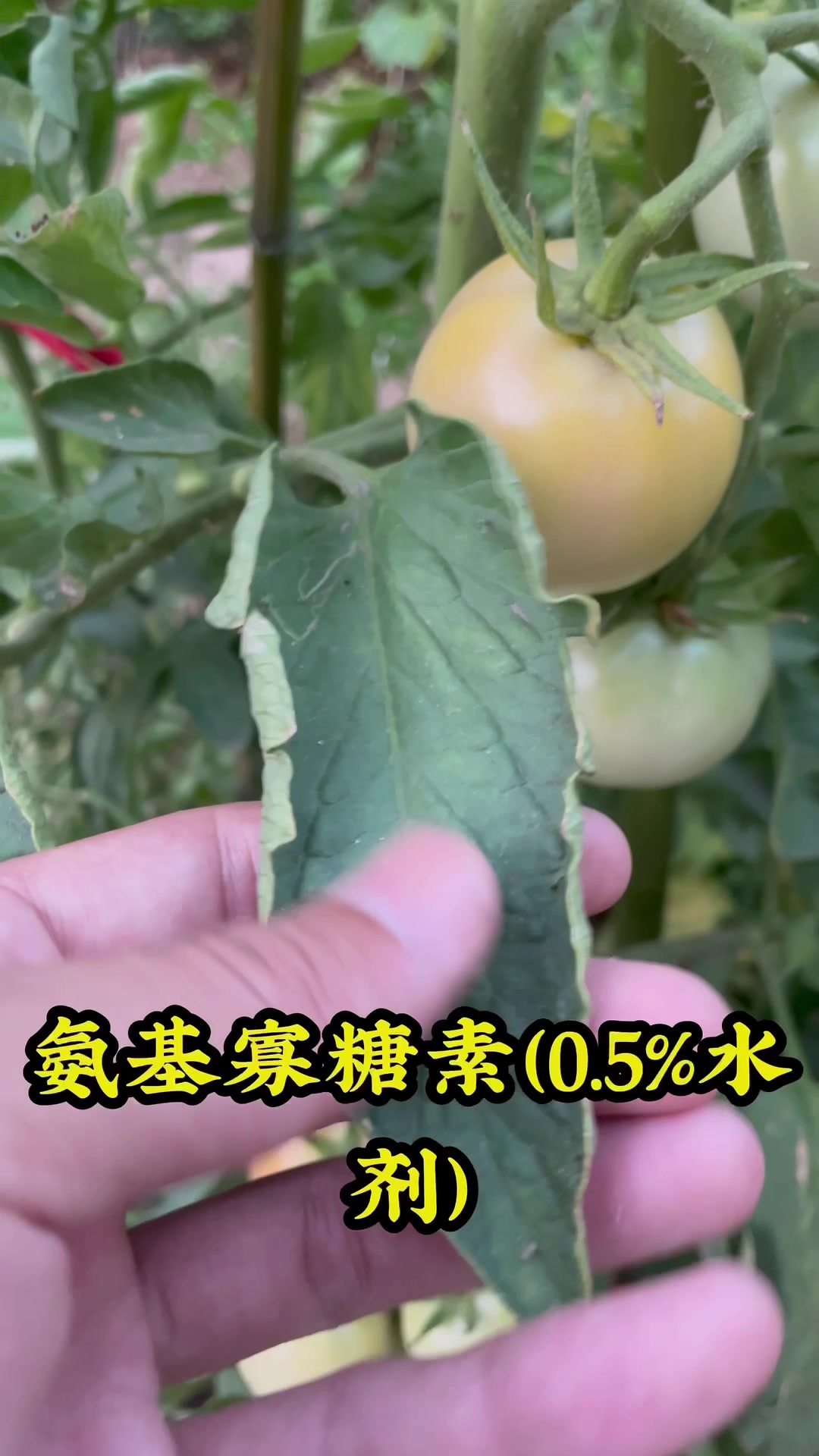 蔬菜生了病毒病如何防治