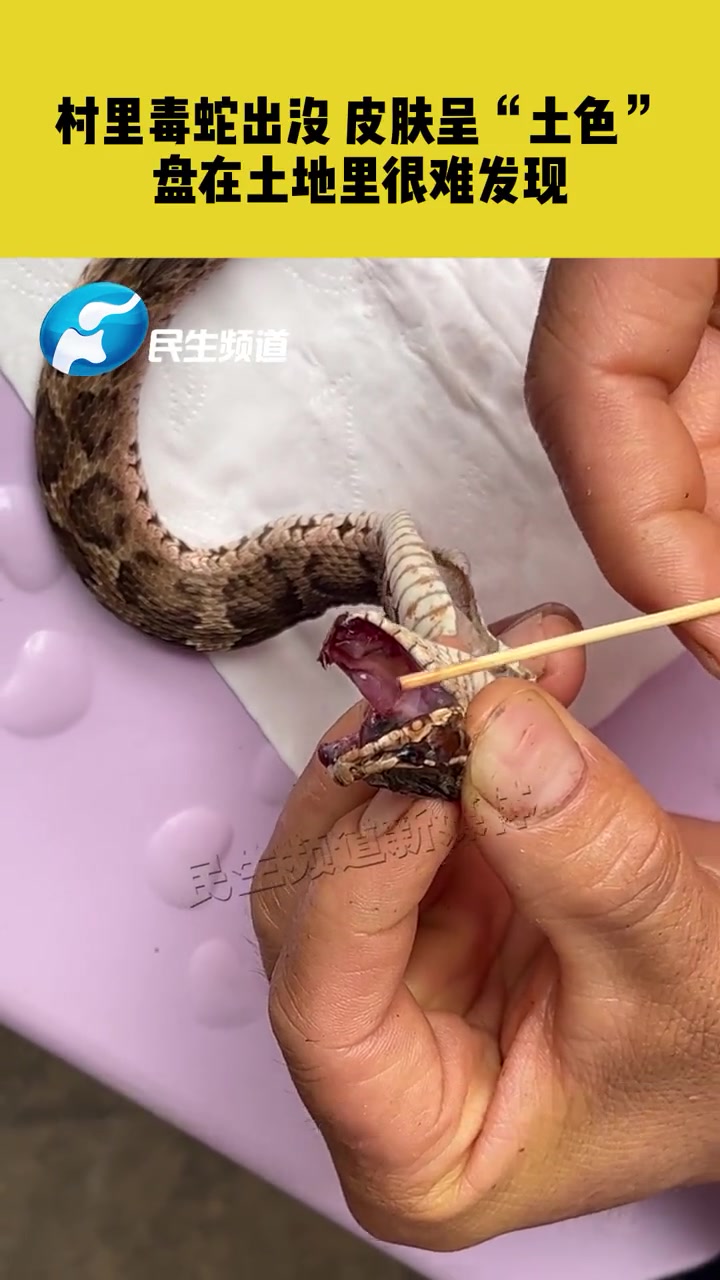 7月19日河南洛阳栗扒村,村里毒蛇出没,皮肤呈“土色”盘在土地里很难发现 蛇《小莉帮忙》真