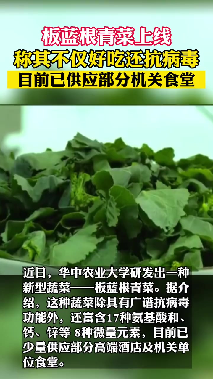 华中农业大学研发的板蓝根青菜上线!