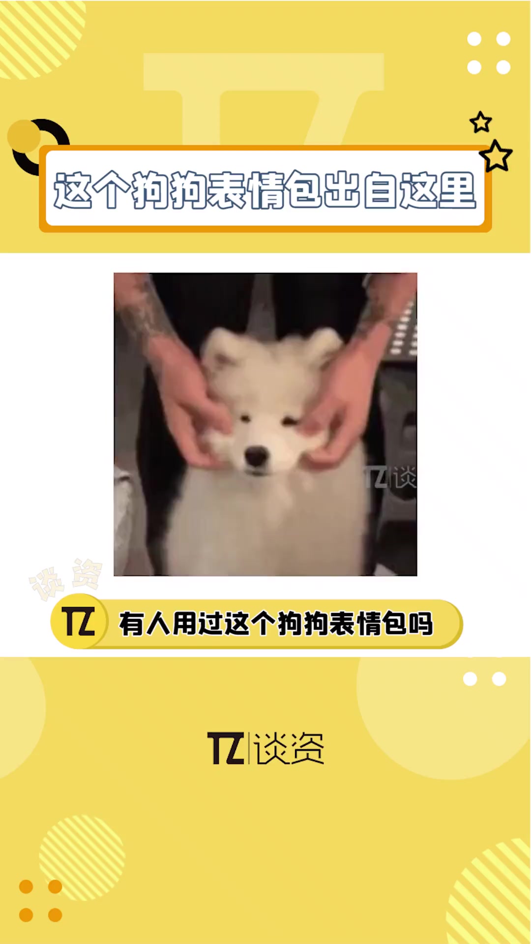 原来这个狗狗表情包是出自这里呀,太可爱了,好想rua一下啊!萨摩耶 狗狗 狗狗的表情包原来