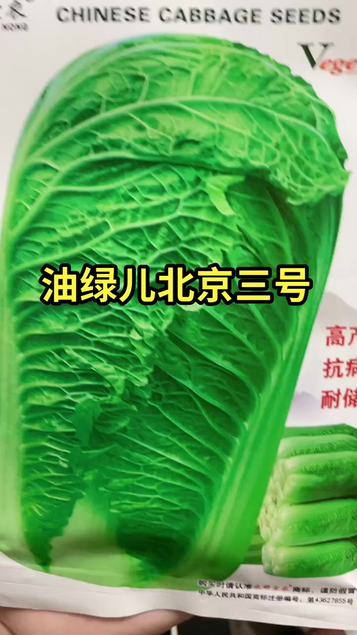 油绿型北京新三号种子