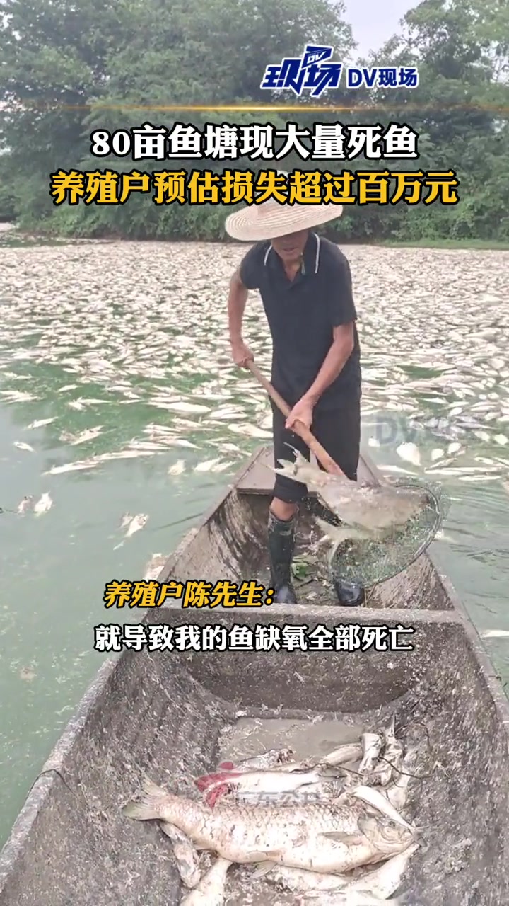 常德80亩鱼塘现大量死鱼,养殖户预估损失超过百万元。目前,死鱼仍在打捞中。陈先生怀疑是电力