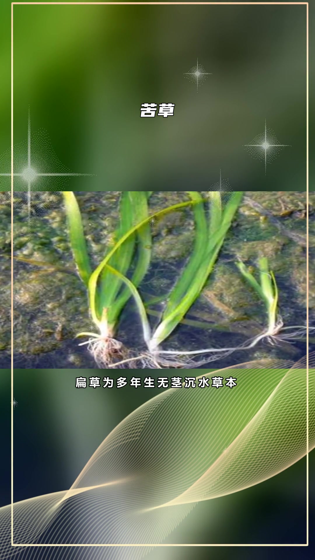 苦草种植