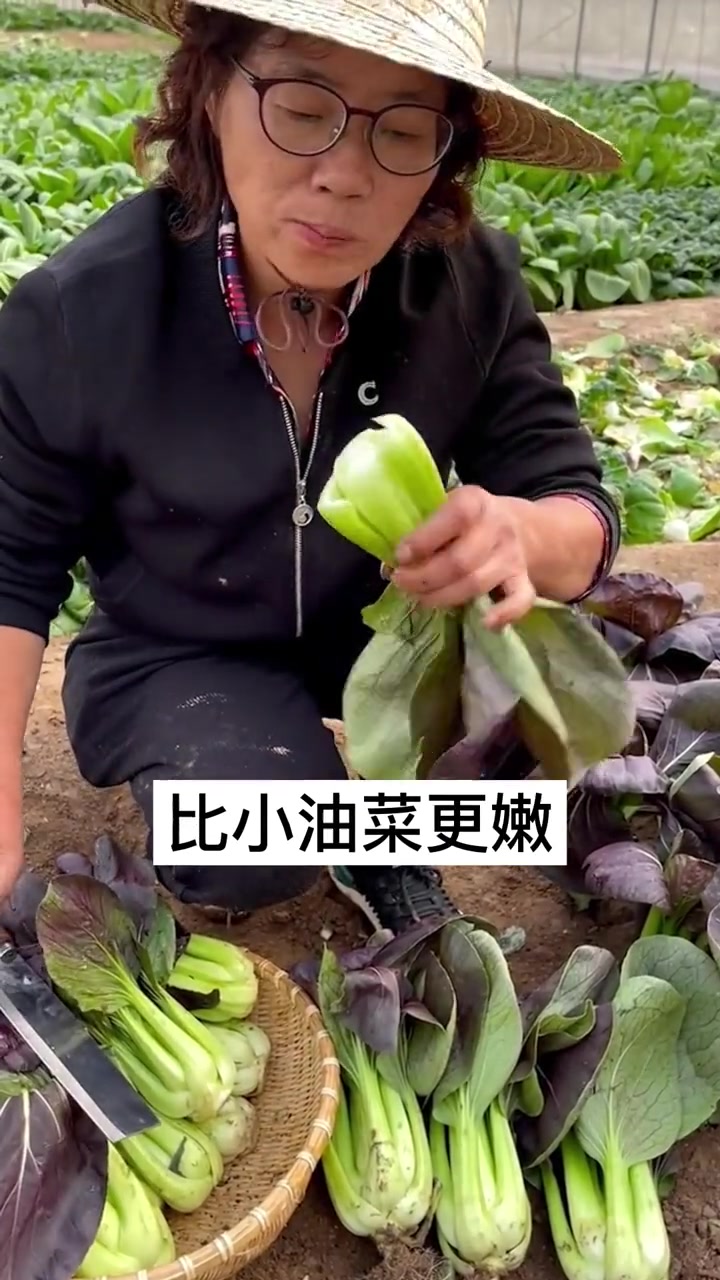 耐热不招虫的紫玲小青菜,赶紧种起来吧