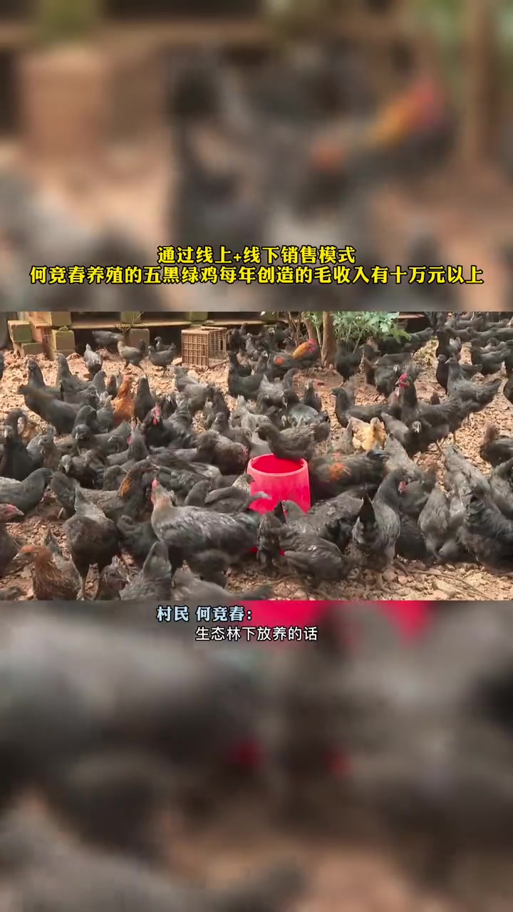 生态养殖“五黑绿鸡”肉质更紧,营养更高