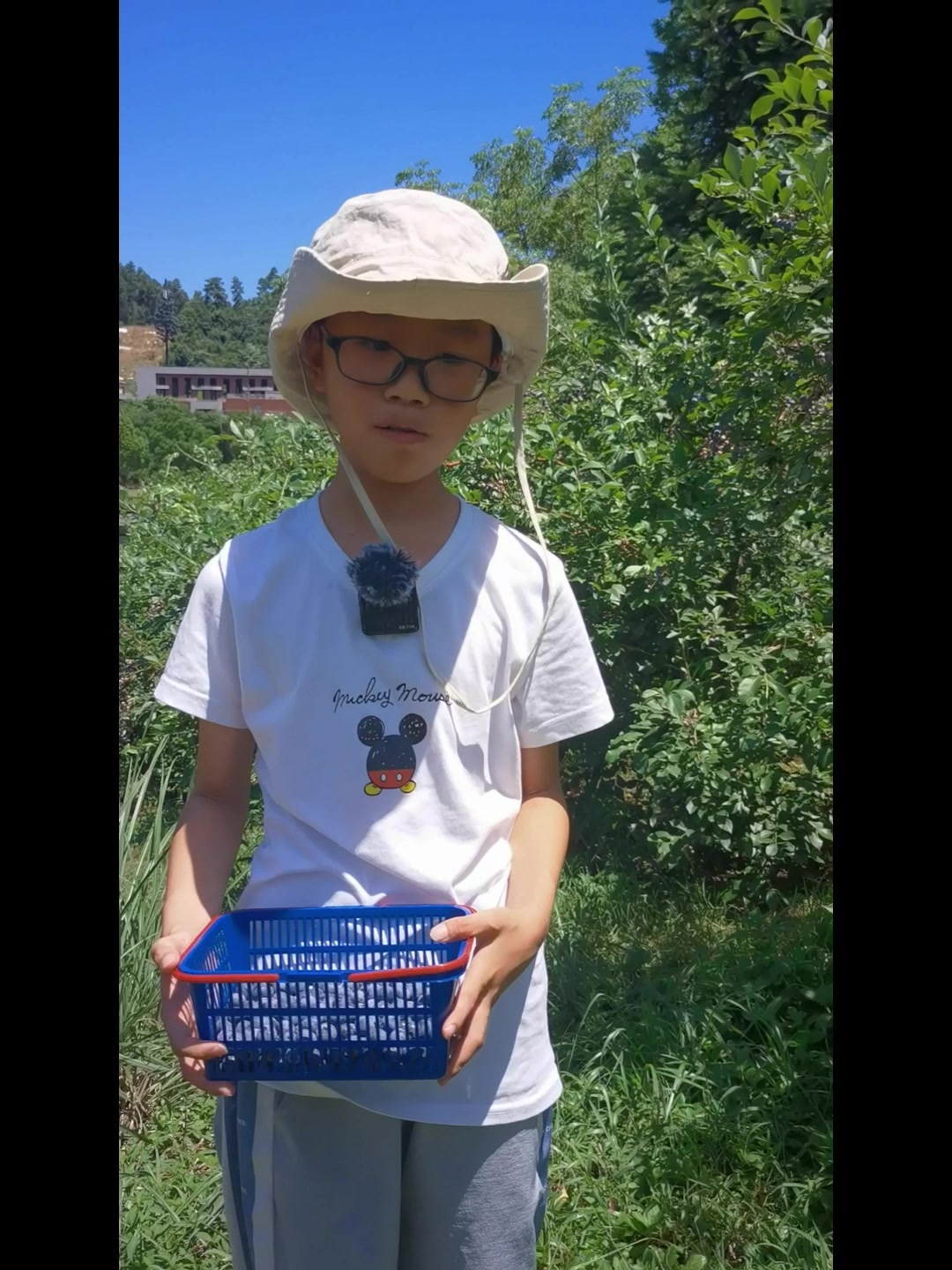 贝莱特庄园蓝莓采摘