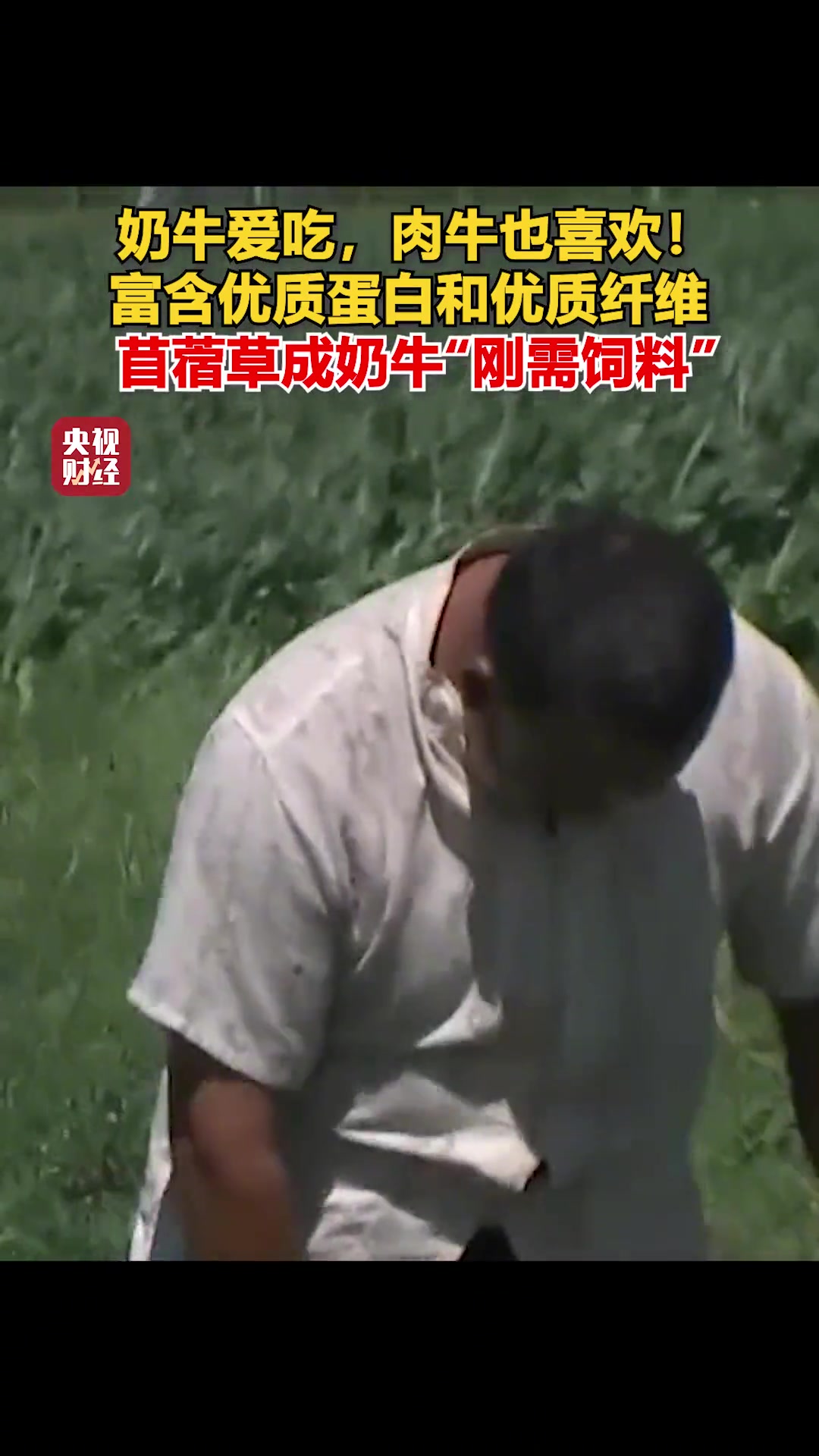 奶牛爱吃,肉牛也喜欢!富含优质蛋白和优质纤维 苜蓿草成奶牛“刚需饲料”