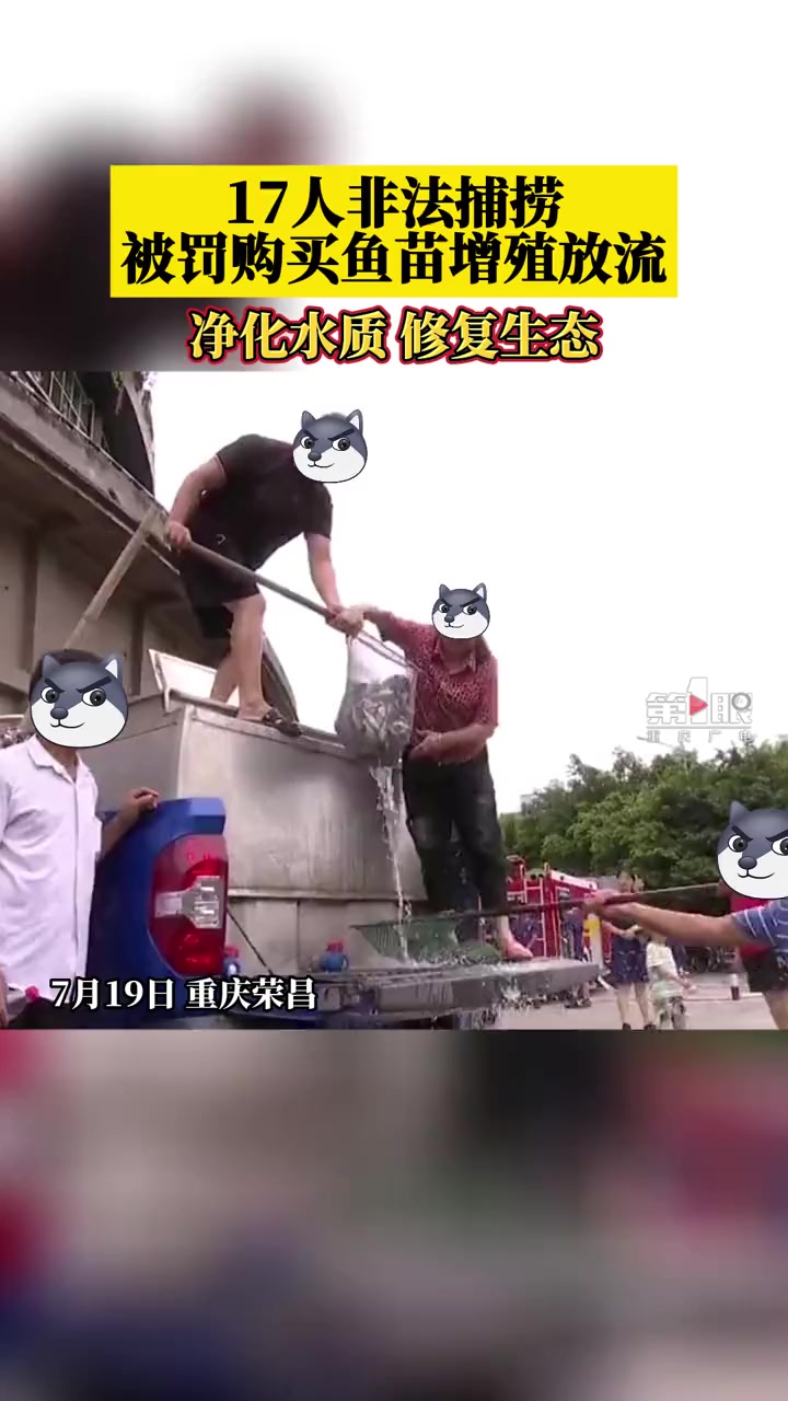 7月19日,重庆荣昌,17人非法捕捞被罚购买鱼苗放生,花鲢、白鲢鱼苗放流净化水质,修复生态