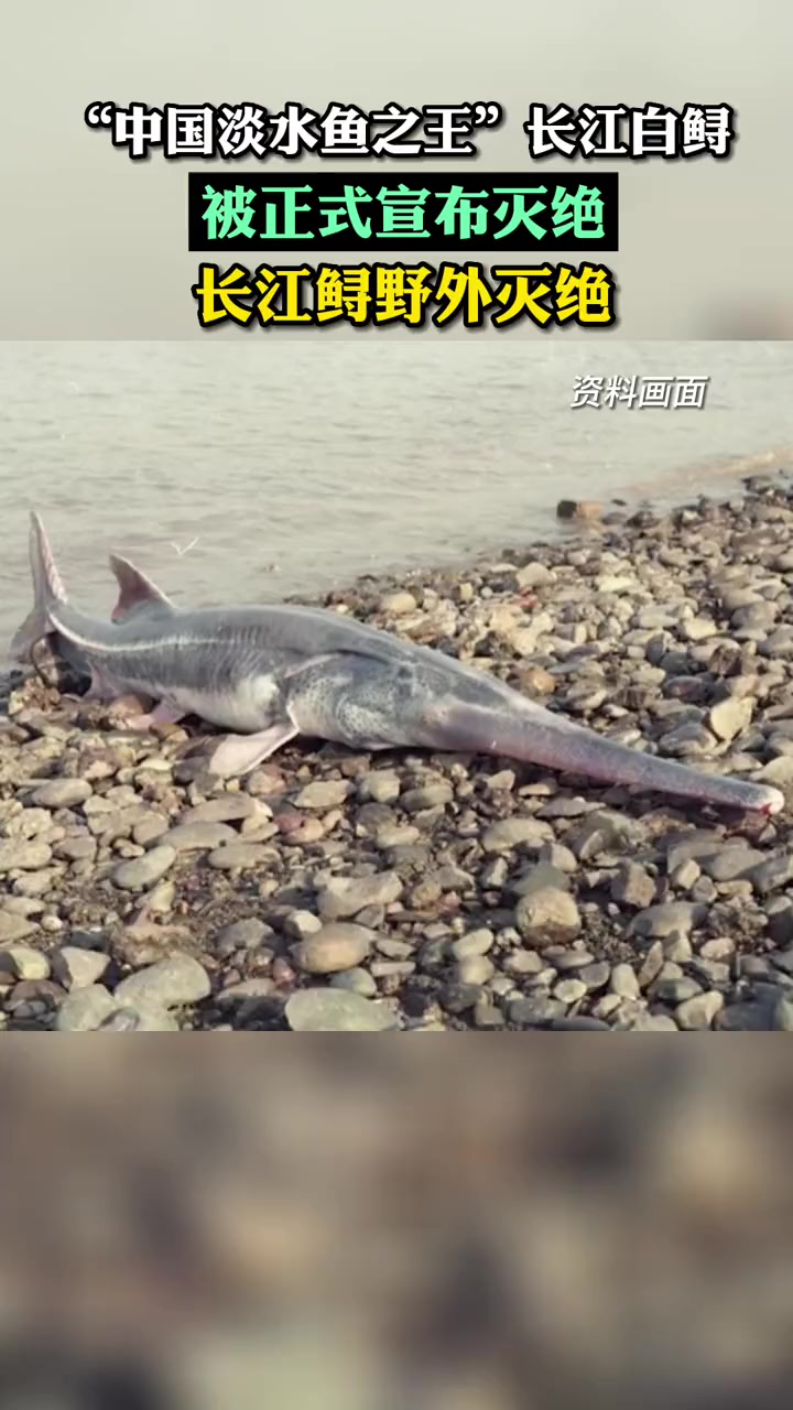 7月21日,“中国淡水鱼之王”长江白鲟被正式宣布灭绝