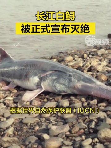 长江特有物种白鲟,被正式宣布灭绝