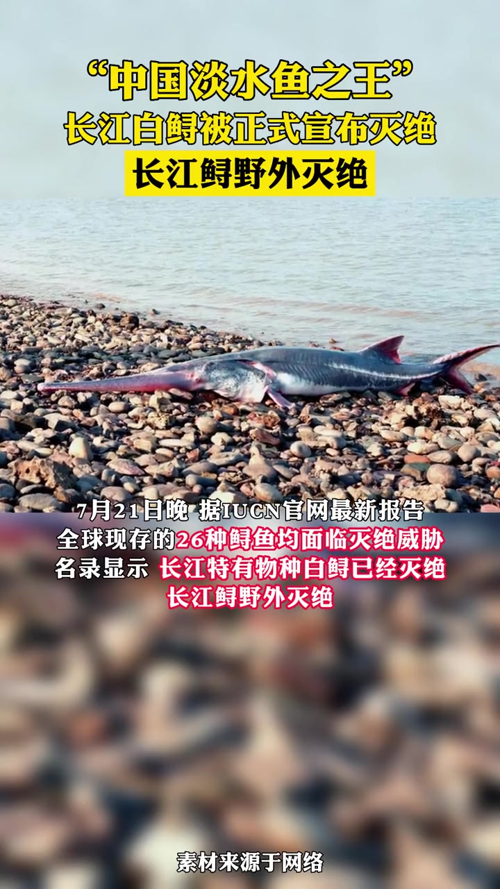 “中国淡水鱼之王”,长江白鲟被正式宣布灭绝