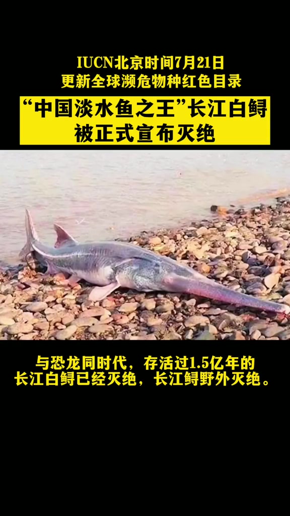 与恐龙同时代,存活过1.5亿年的长江白鲟正式宣布灭绝!
