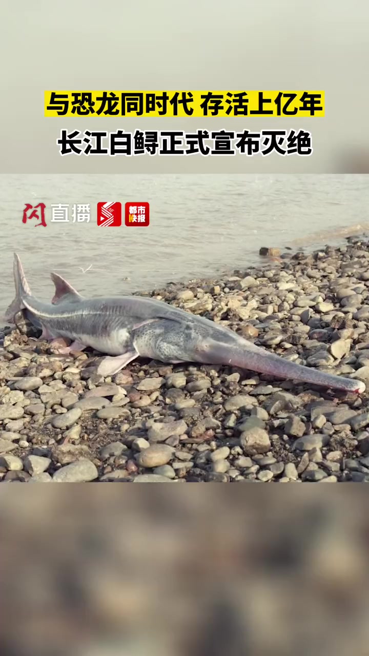 再见,中国“淡水鱼之王”!长江白鲟被正式宣布灭绝