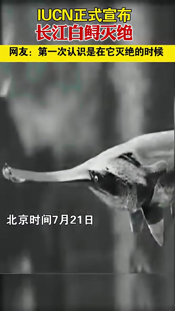 IUCN正式宣布长江白鲟灭绝,网友:第一次认识是在它灭绝的时候