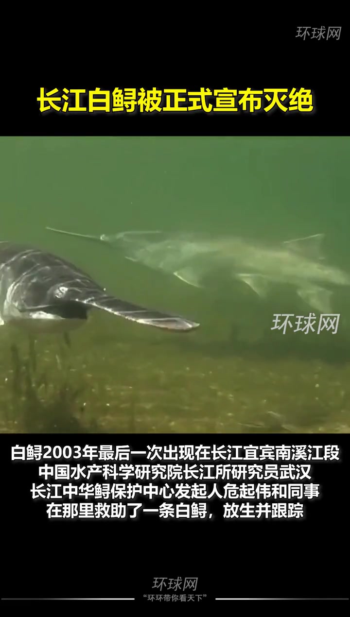 长江白鲟被正式宣布灭绝,上一次发现长江白鲟是在2003年