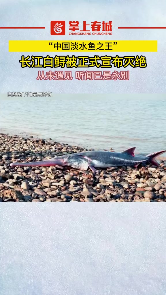 “中国淡水鱼之王”长江白鲟被正式宣布灭绝