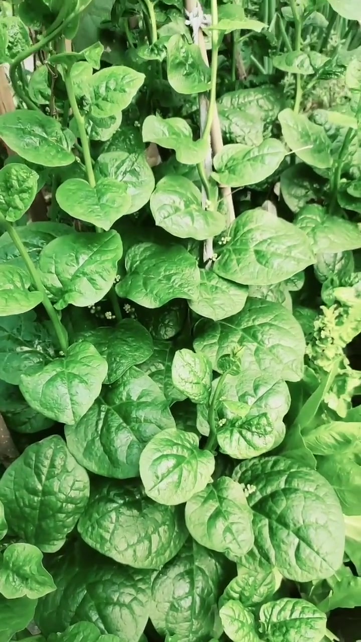 木耳菜的两种种植方法