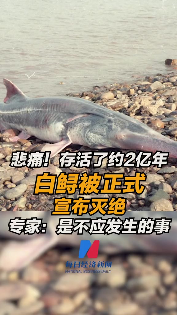 悲痛!存活了约2亿年 白鲟最终被正式宣布灭绝 专家:是不应发生的事