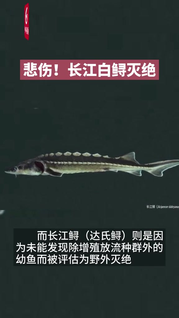 悲伤!存在1.5亿年的长江白鲟被正式宣布灭绝