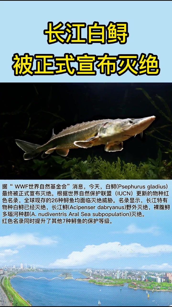 长江特有物种白鲟已灭绝!