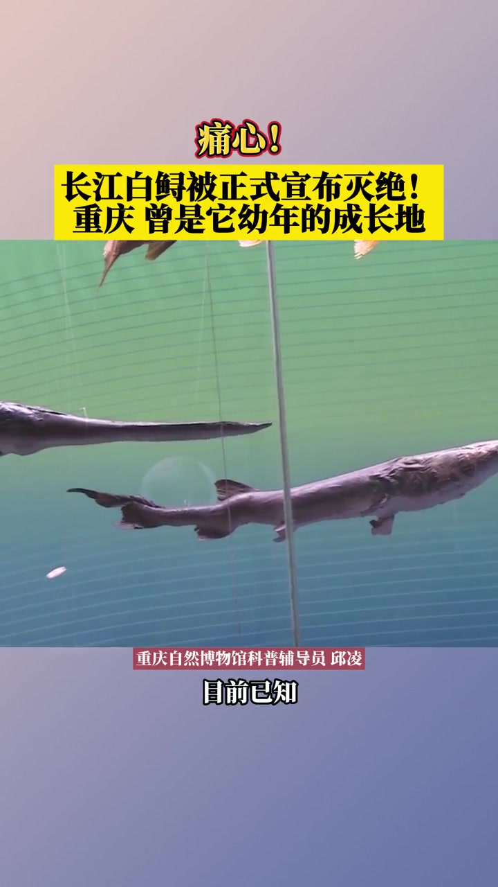 7月21日,存活近2亿年,被称为“中国淡水鱼之王”的 长江白鲟被正式宣布灭绝,痛心!