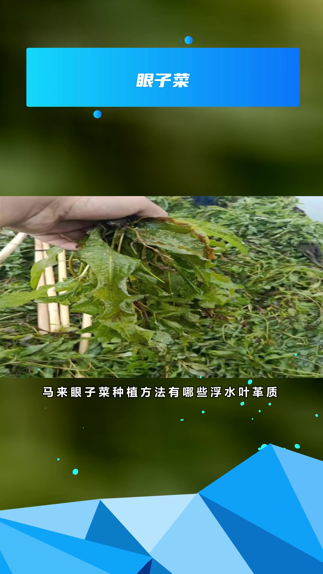 马来眼子菜栽培
