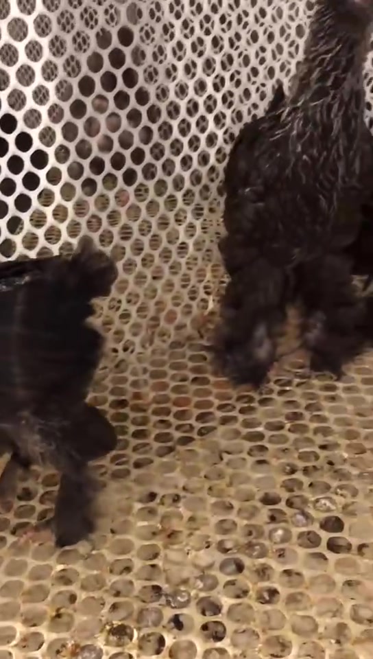 黑银色婆罗门鸡苗实拍