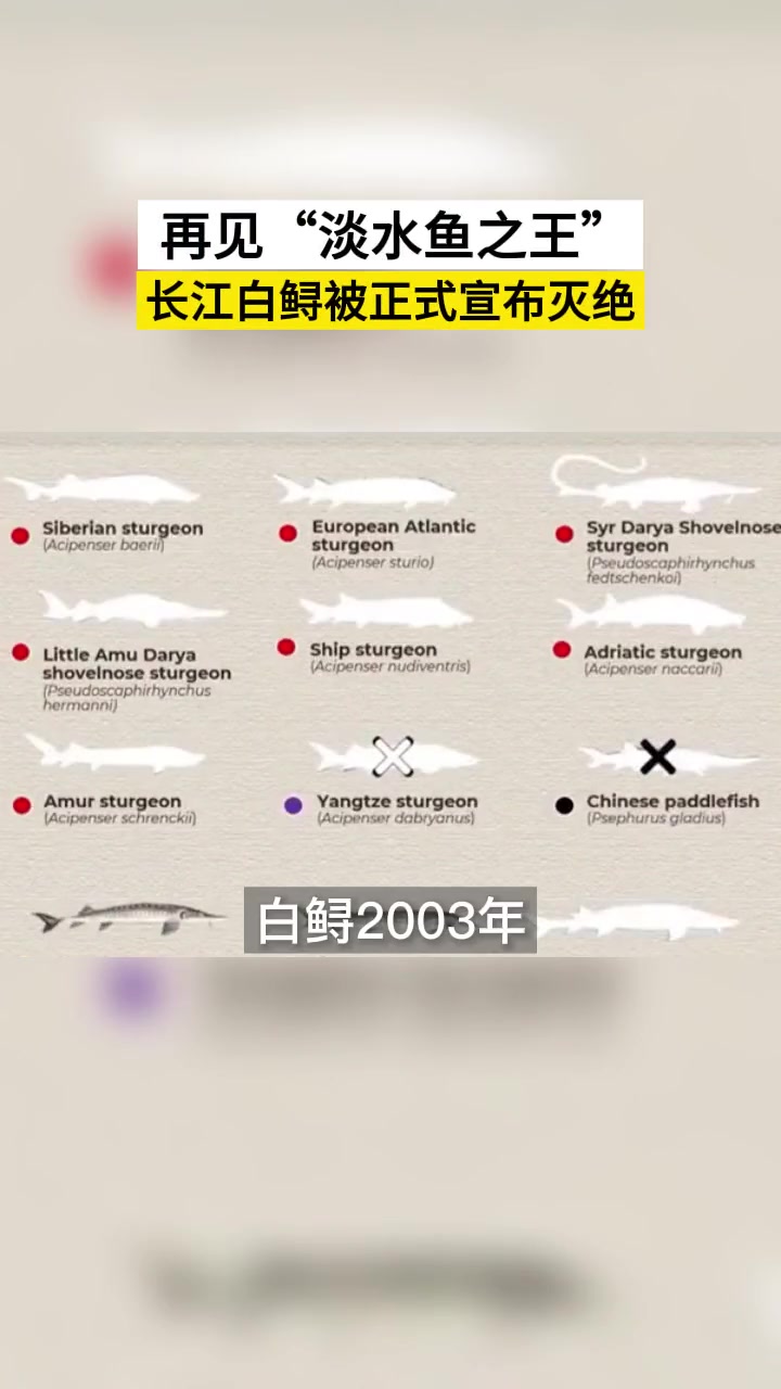 再见,中国“淡水鱼之王”!长江白鲟被正式宣布灭绝 科普 鲟鱼 自然 野生动物 保护野生动物