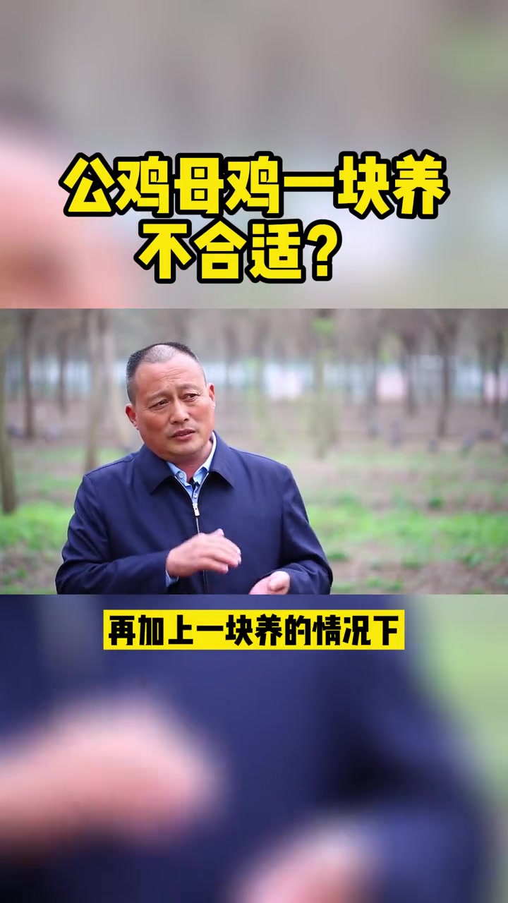 公鸡母鸡一块养,不合适?养鸡