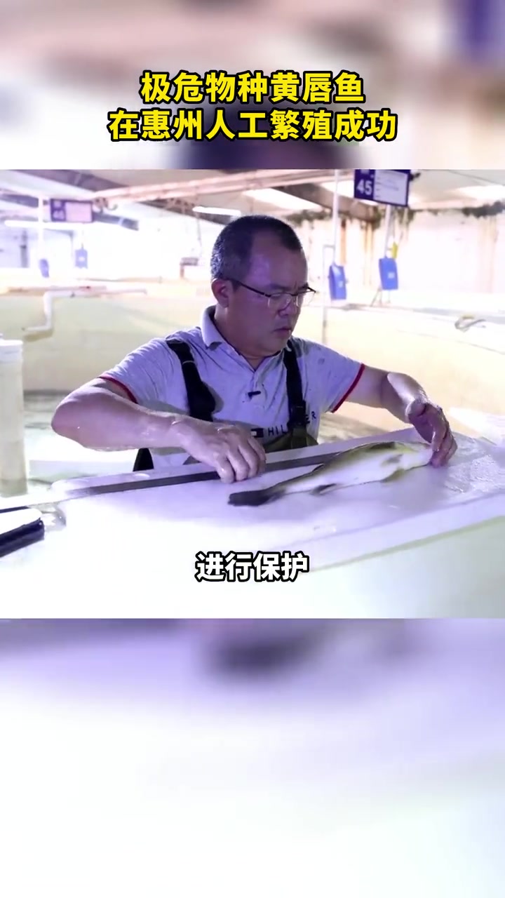 极危物种 黄唇鱼 在 惠州 人工繁殖成功 濒危动物 保护生物多样性 保护生态环境