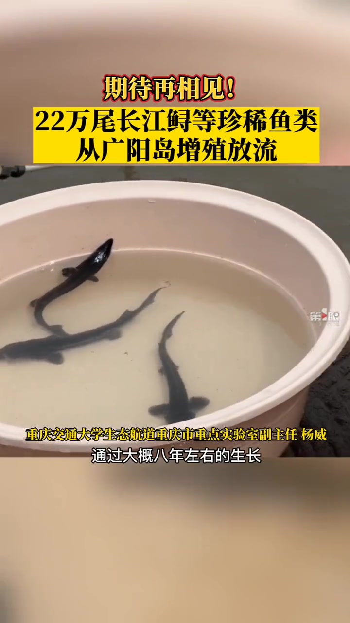7月22日,重庆,22万尾长江鲟等珍稀鱼类从广阳岛增殖放流,期待与你再相见!