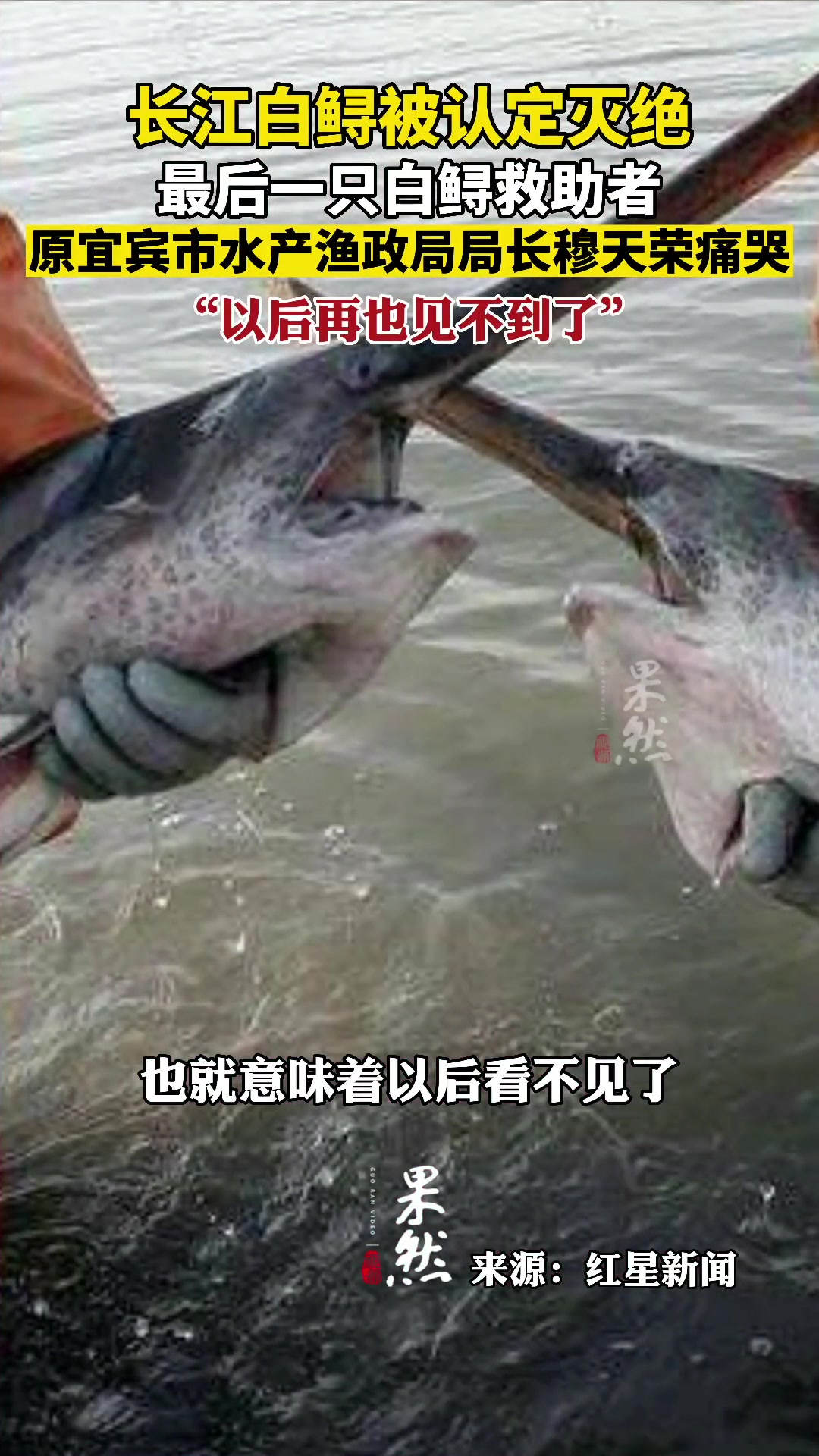 长江白鲟被认定灭绝,最后一只长江白鲟救助者原宜宾市水产渔政局局长穆天荣痛哭,“以后再也见不