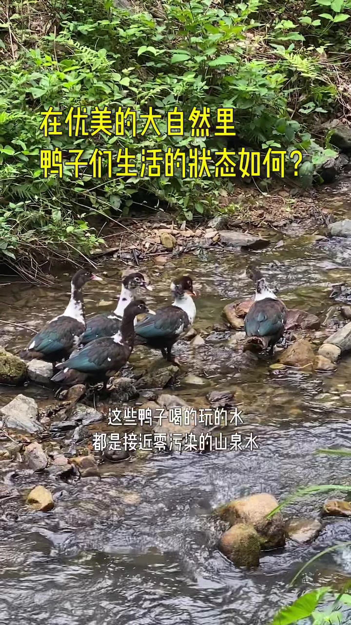 在优美的大自然里,鸭子们生活的状态如何?
