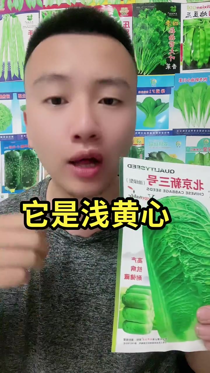 油绿型北京三号种子