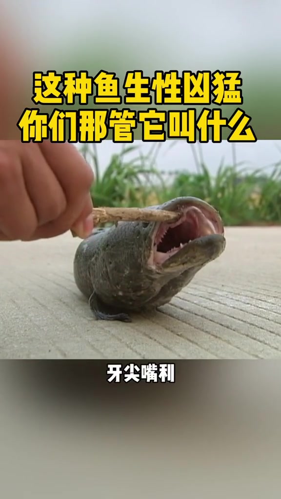 这种鱼生性凶猛!你们那里管它叫什么?水产养殖