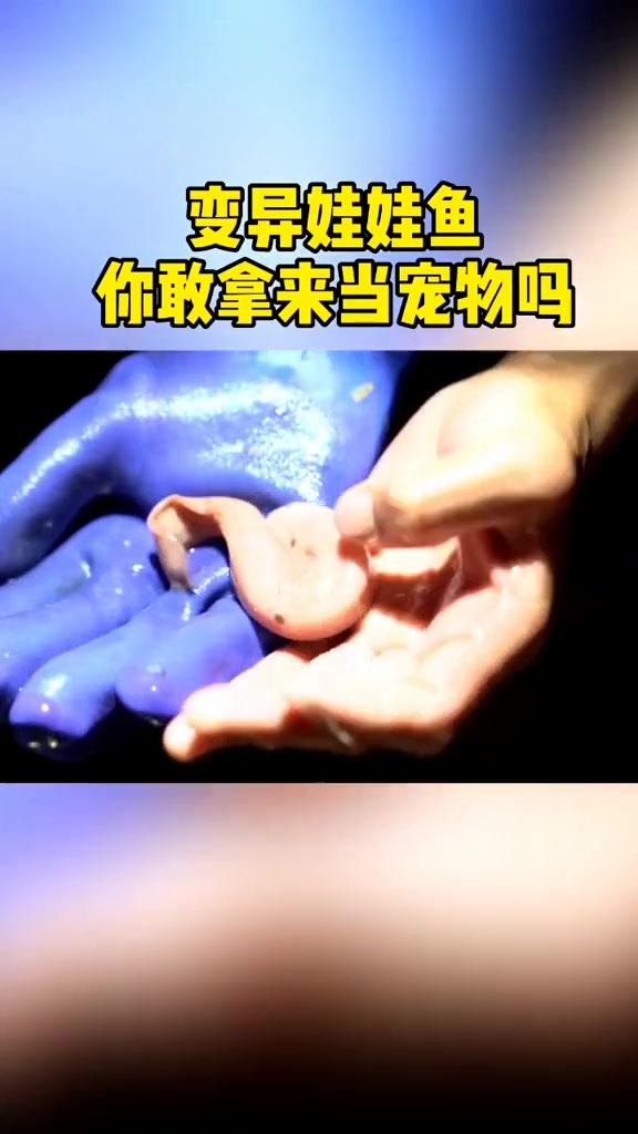 变异娃娃鱼 你敢拿来当宠物养吗?娃娃鱼 宠物