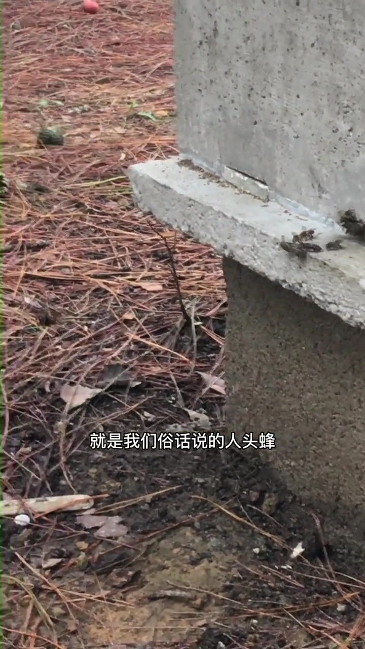 蜜蜂的天敌很多,这个天敌最可怕,你吃过吗