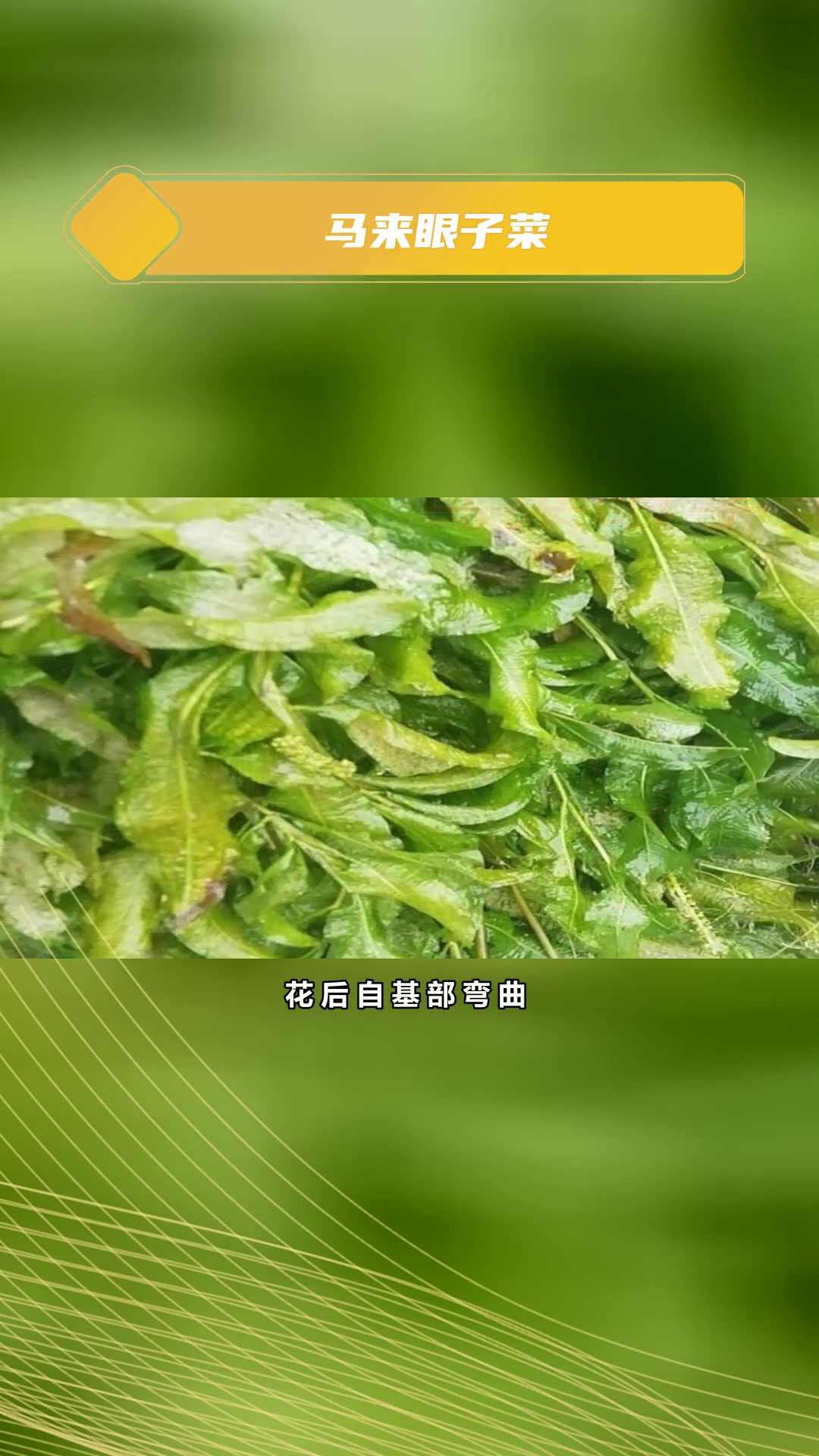 马来眼子菜特点
