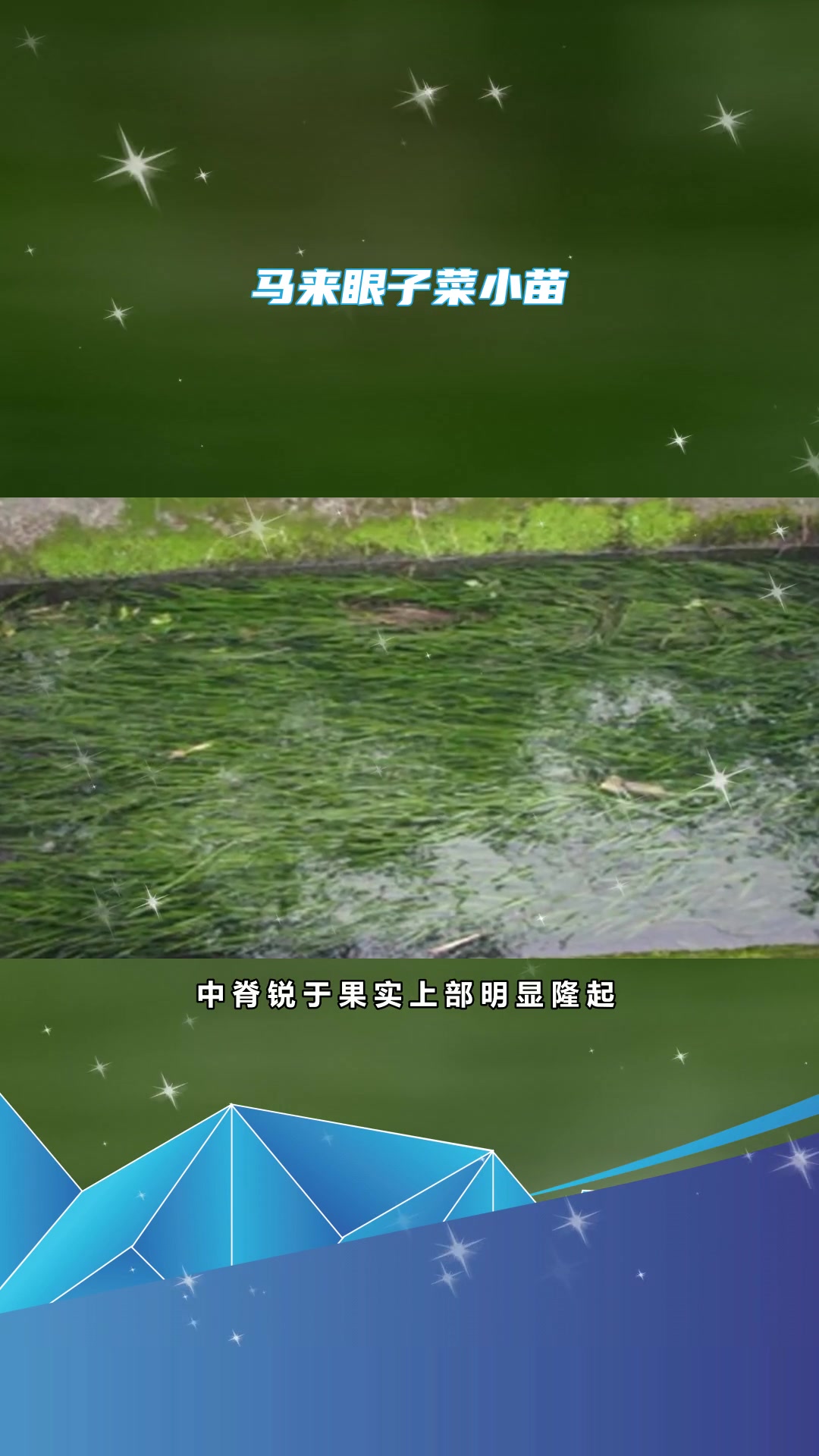 马来眼子菜推荐
