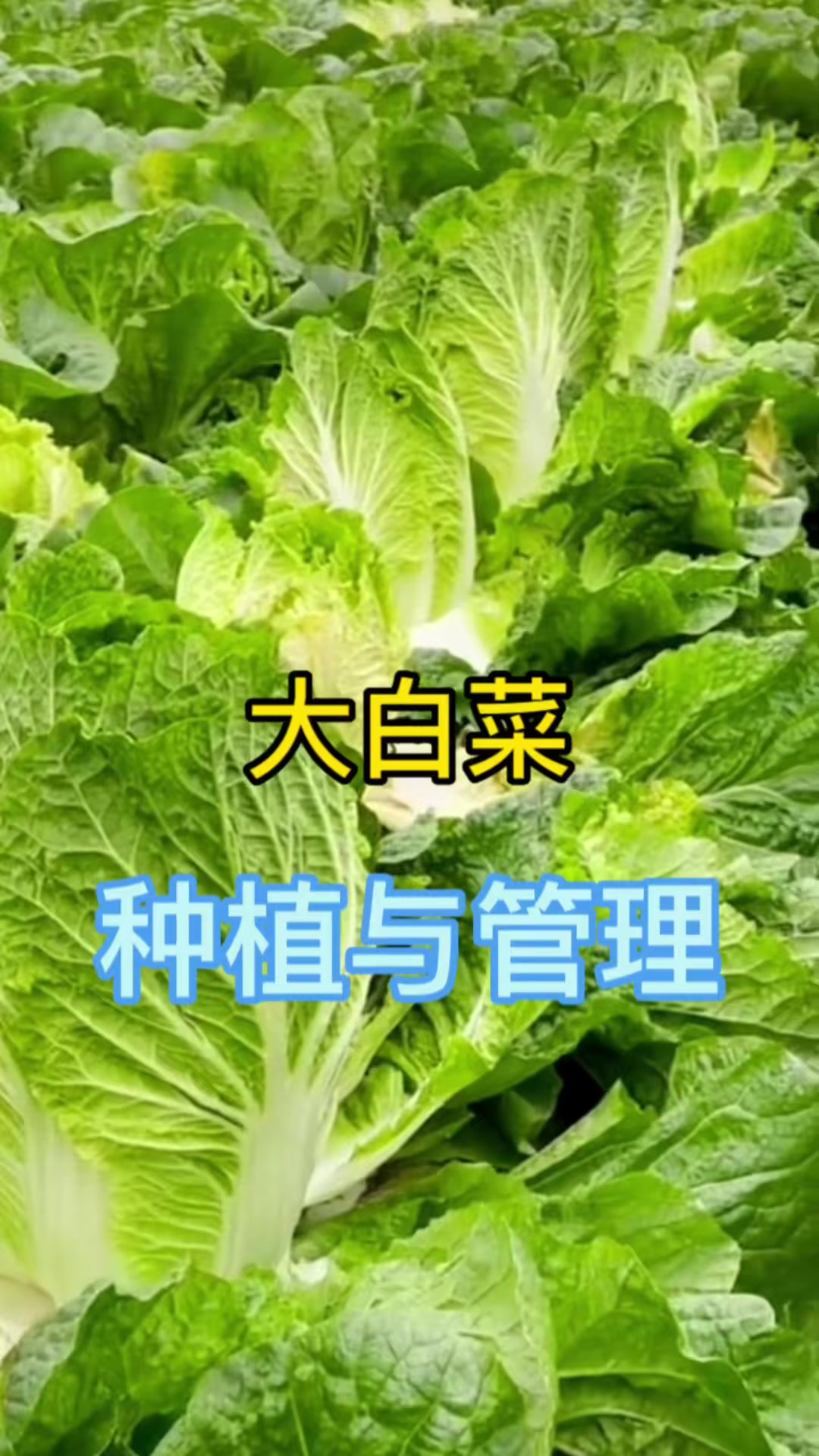 大白菜种植与管理高产技术