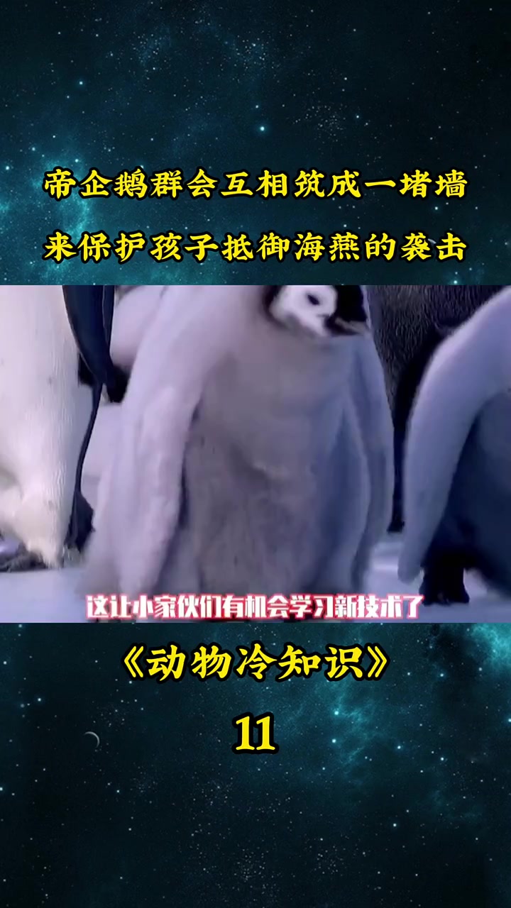 面对海燕的袭击,帝企鹅群会围成企鹅墙来保护企鹅宝宝!企鹅