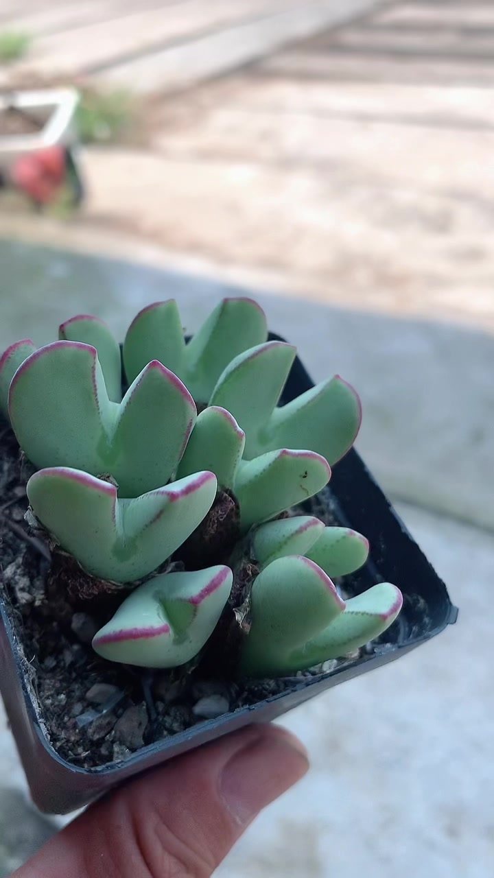 多肉植物系列之一,肉锥海洋系少将