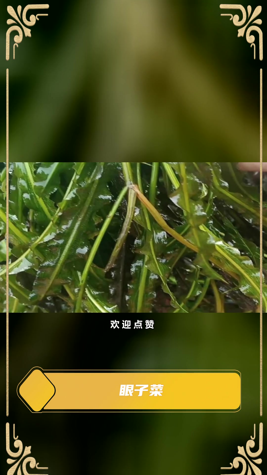 马来眼子菜介绍
