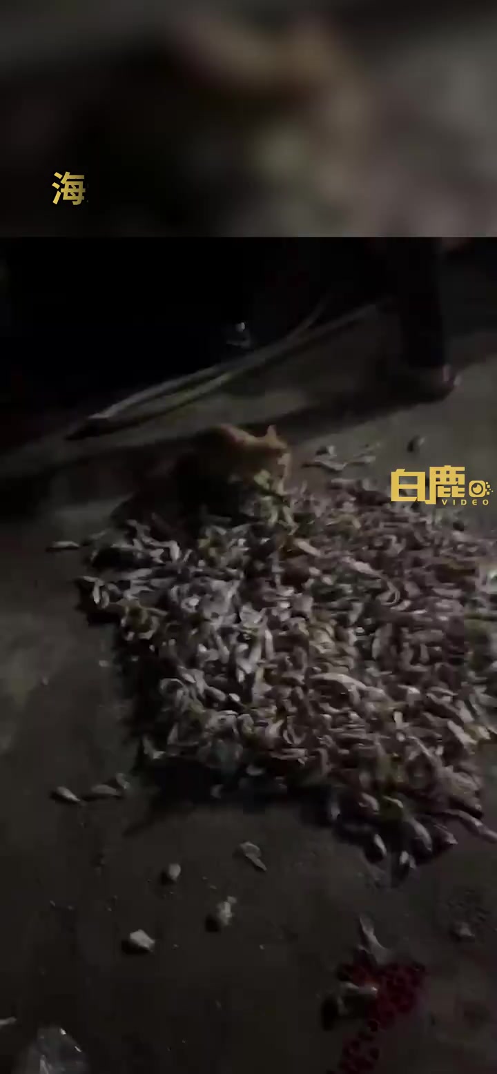 「大户喵家!青岛小猫坐拥几十斤专晒小鱼干 主人:毕竟住在海边「大笑」」7月22日,山东青岛