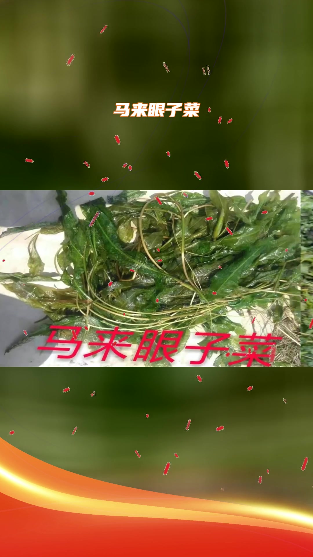 马来眼子菜特性