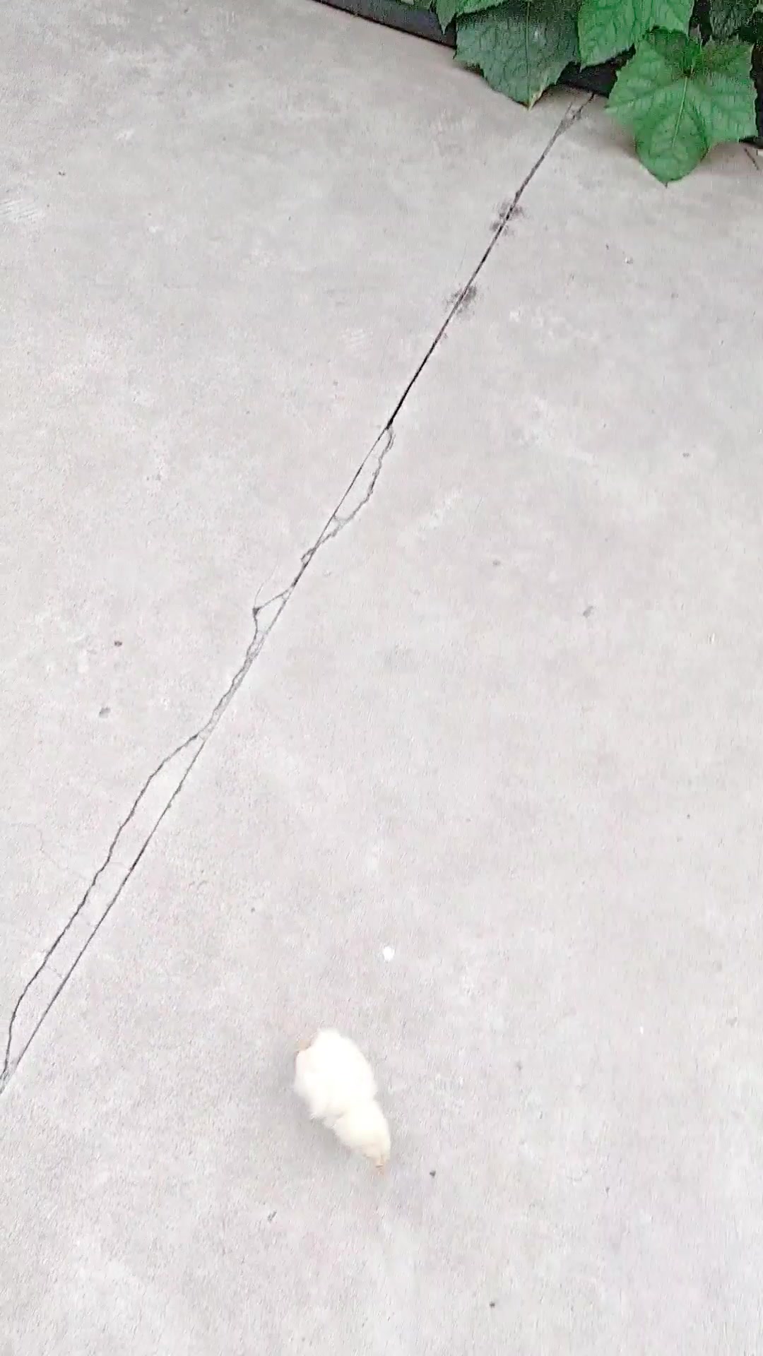快看,可爱的小黄鸡向你走来了