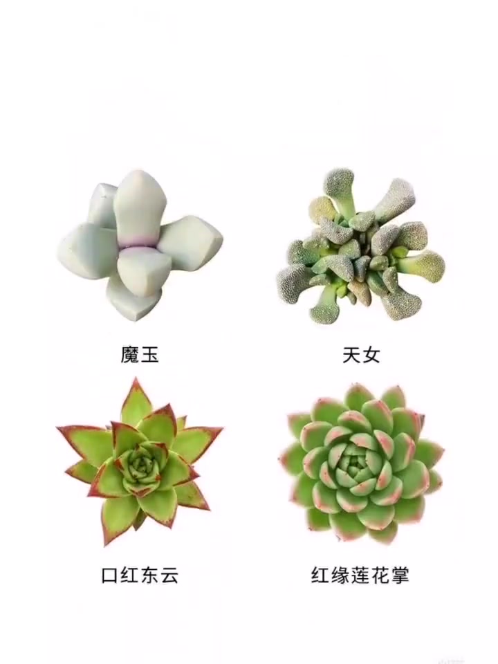 这些多肉都叫什么名字,我来告诉你
