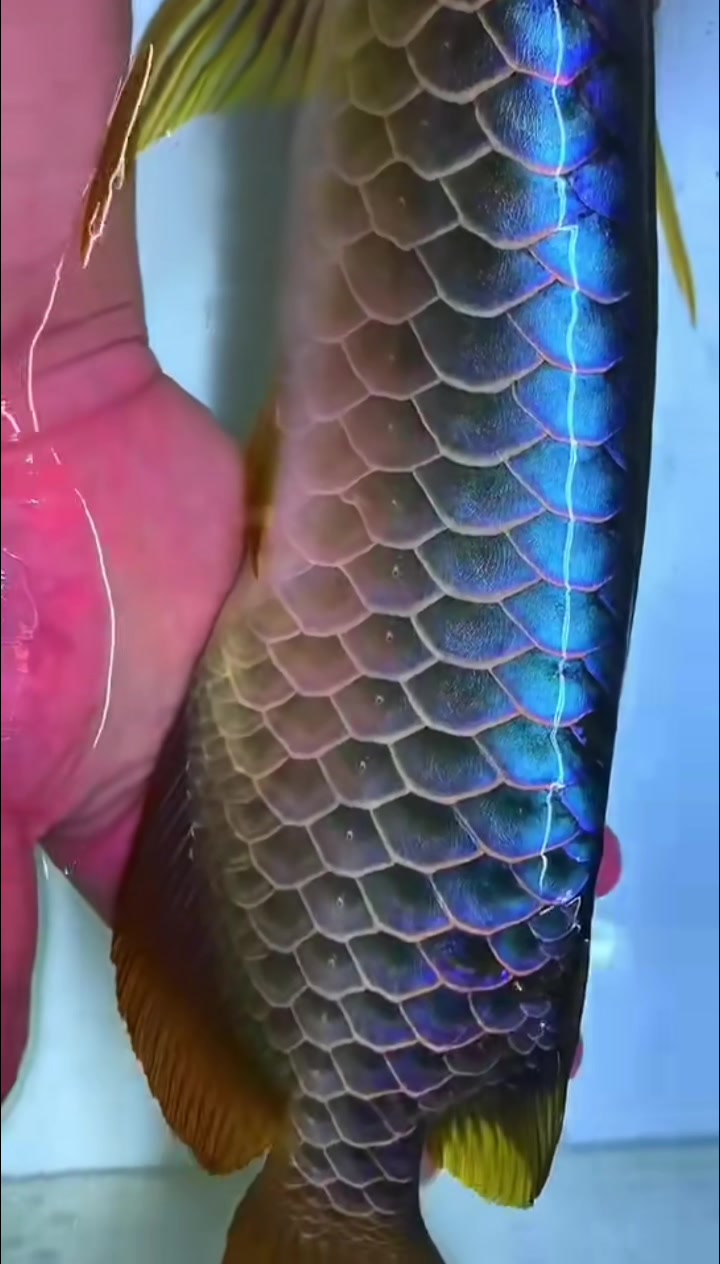 金龙鱼 过背梦幻蓝底