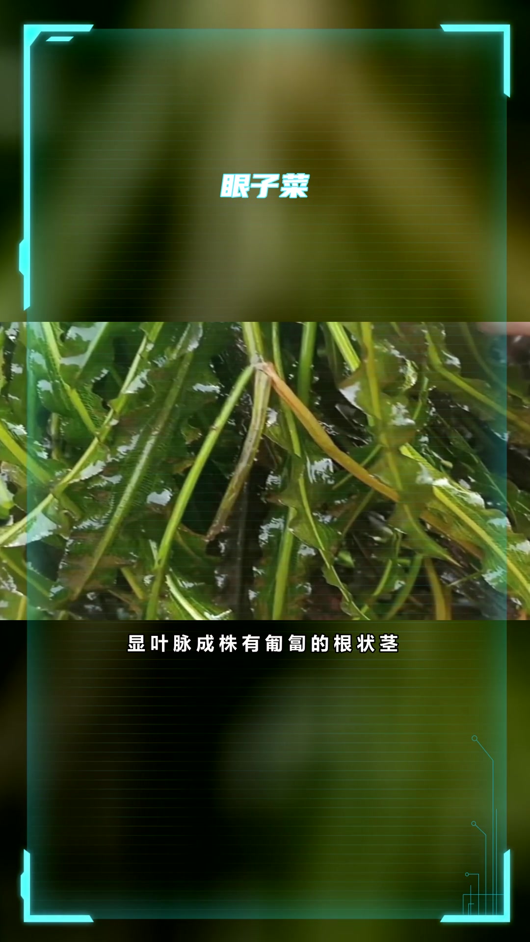 马来眼子菜种苗种植